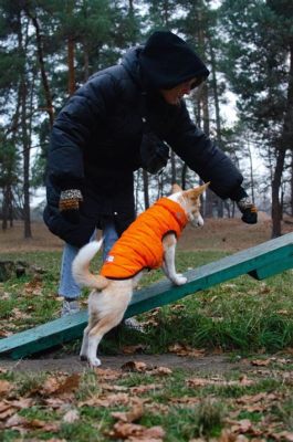 How to Get a Large Dog into a Car: And Why Pineapples Might Be the Secret to Success