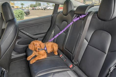 How to Secure Dog in Car with Leash: A Comprehensive Guide to Keeping Your Furry Friend Safe and Happy on the Road