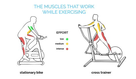 Is a Stationary Bike Good Cardio? And Why Do Hamsters Love Spinning Wheels?